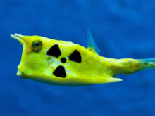 radioaktiver Fisch - Grafik: Samy - auf Grundlage eines Fotos: cocoparisienne - Creative-Commons-Lizenz Namensnennung Nicht-Kommerziell 3.0